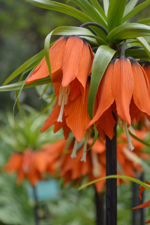 Acheter Fritillaire Impériale Rubra Maxima en ligne