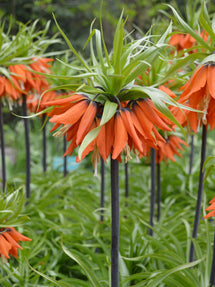 Fritillaria imp. Rubra Maxima - Couronne impériale rouge