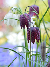 Fritillaire pintade (Fritillaria meleagris)
