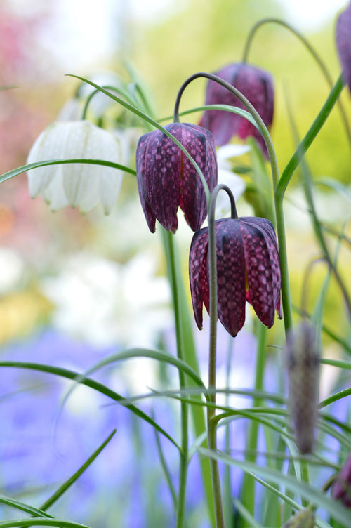 Fritillaria Meleagris