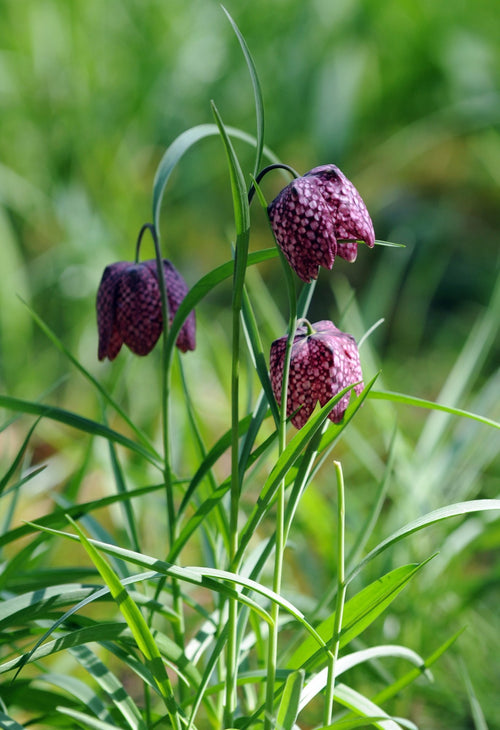 Bulbes FRITILLARIA meleagris - Fritillaire pintade