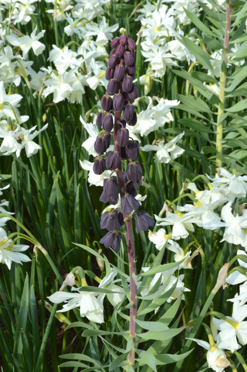 Bulbes de fleurs de Fritillaria Persica