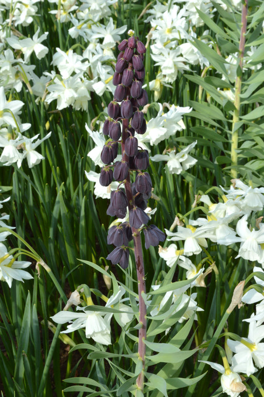 Bulbes de fleurs de Fritillaria Persica