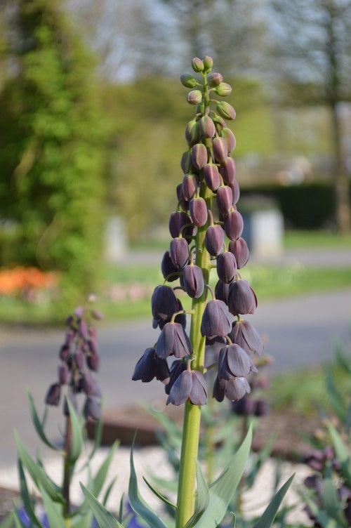 acheter des bulbes de fleurs de Fritillaria Persica de Hollande