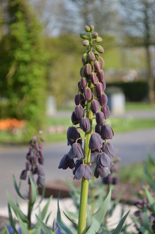 acheter des bulbes de fleurs de Fritillaria Persica de Hollande