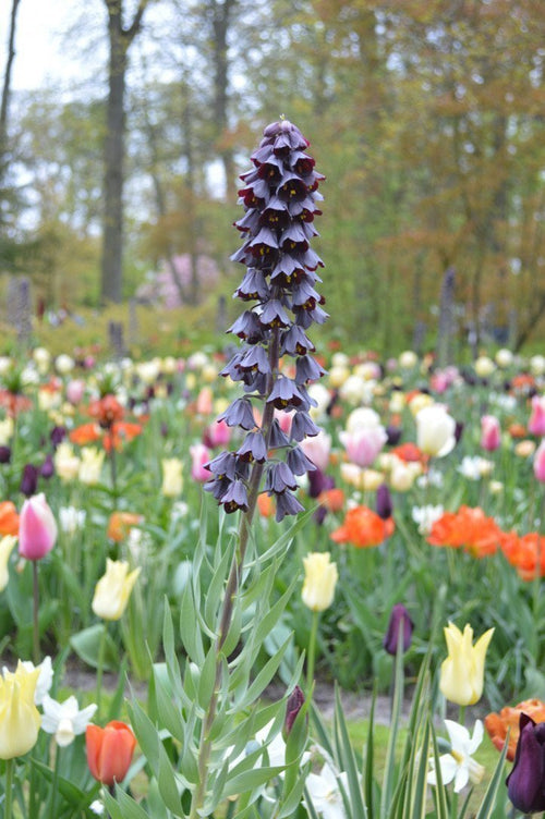 Commandez des bulbes Fritillaria Persica