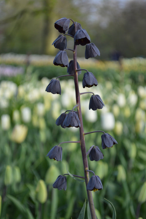Fritillaria persica