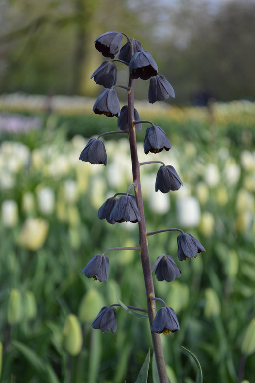 Fritillaria persica