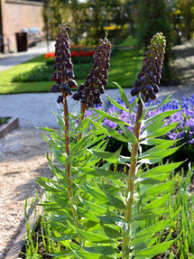 Fritillaria Persica (Lys de Perse)