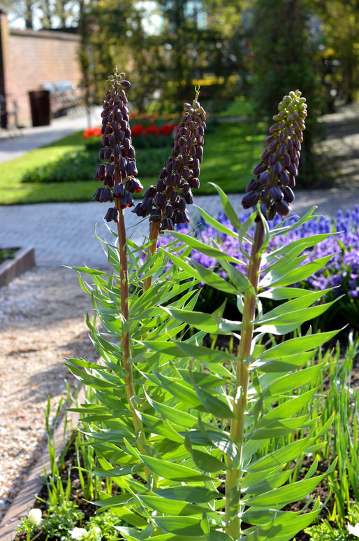 Fritillaire de Perse à fleurs violettes