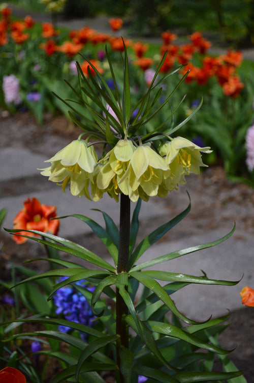 Bulbes de fleurs de Fritillaria Bulbes Raddeana