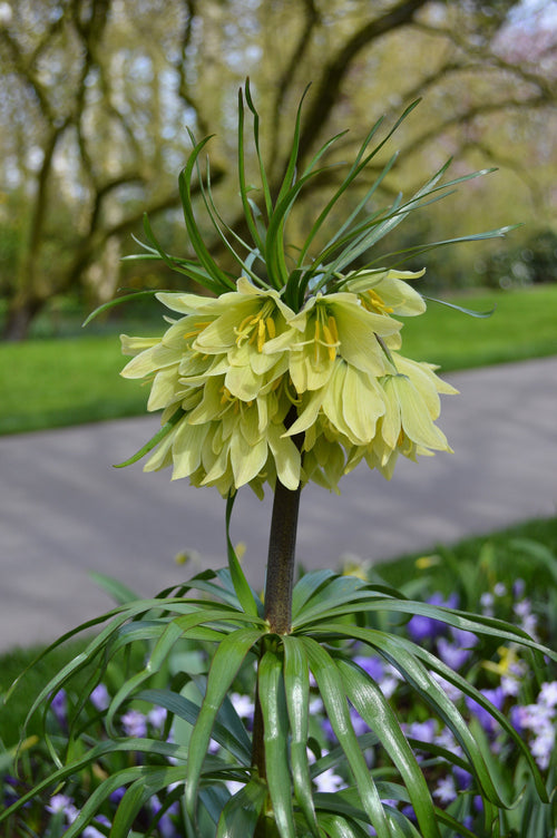 Fritillaria Raddeana