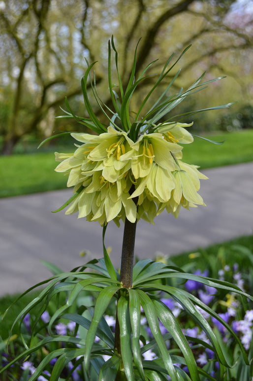 Fritillaria Raddeana