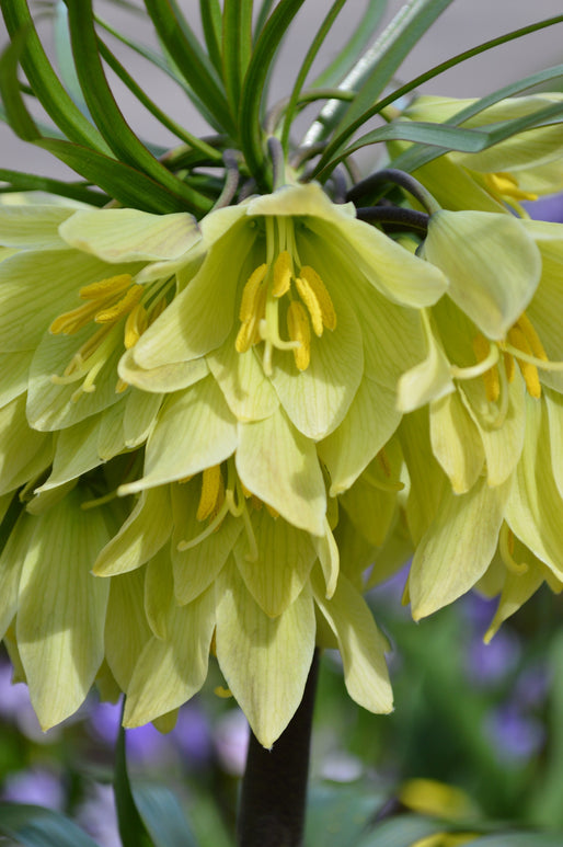 Fritillaria raddeana - Couronne impériale à fleurs crème