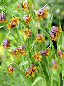 Fritillaria Uva Vulpis