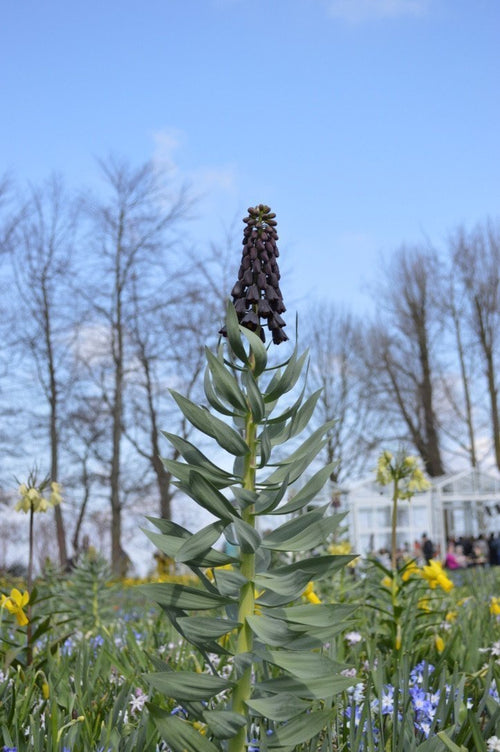 acheter des bulbes de fleurs de Fritillaria Persica