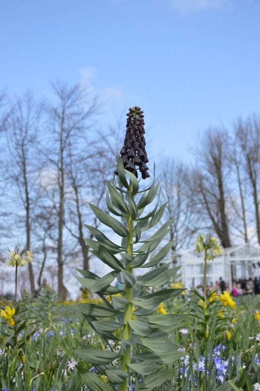 acheter des bulbes de fleurs de Fritillaria Persica