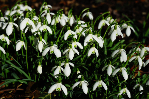 Achetez vos Galanthus Elwesii France
