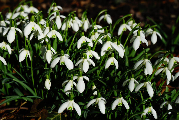 Achetez vos Galanthus Elwesii France