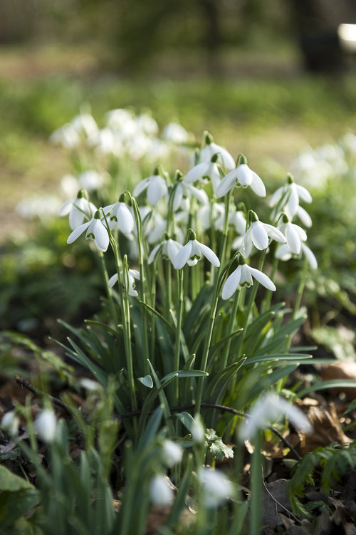 Galanthus Elwesii bulbes a fleurs