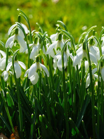 Galanthus Elwesii (Perce-neige)