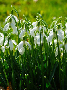 Galanthus Elwesii (Perce-neige)