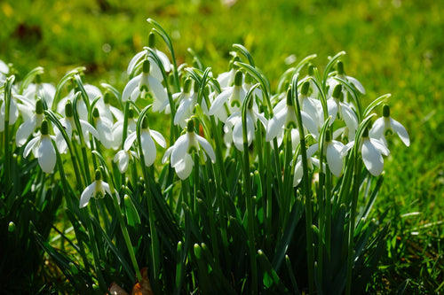 Galanthus Elwesii (Perce-neige)