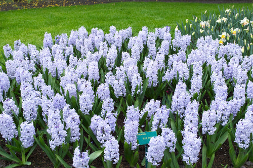 Jacinthes 'Blue Eyes'