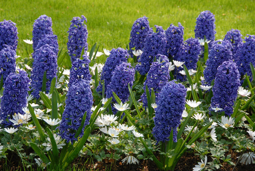Achat Jacinthe Delft Bleu (Blue Jacket) - Hyacinthus en ligne