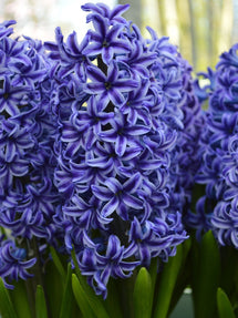 Jacinthe Blue Jacket