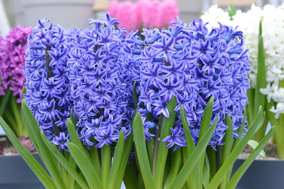 Jacinthe Blue Jackett (Hyacinthus)