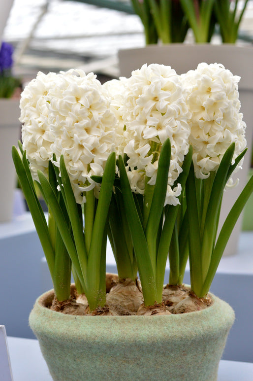 BULBES JACINTHE CARNEGIE