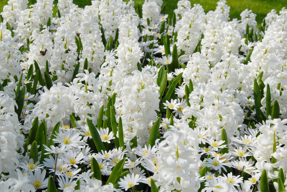 Vente directe Jacinthe à Massifs Carnegie. Blanc pur.