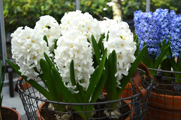 Jacinthe 'Carnegie' : vente Jacinthe 'Carnegie'