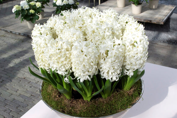 Acheter Jacinthe Carnegie