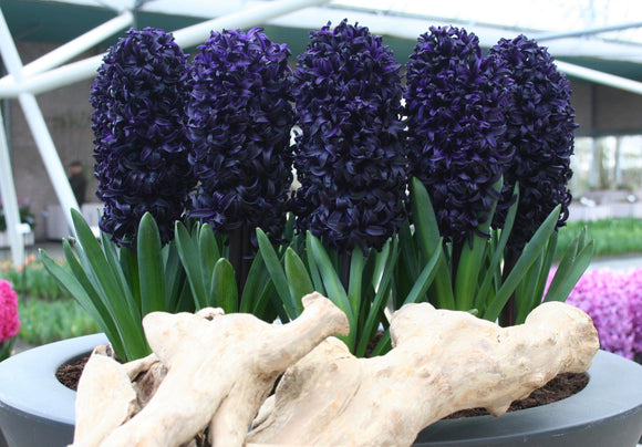 Jacinthe - Dark Dimension - Hyacinthus