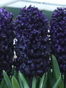 Jacinthe Dark Dimension