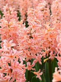 Jacinthe Gipsy Queen