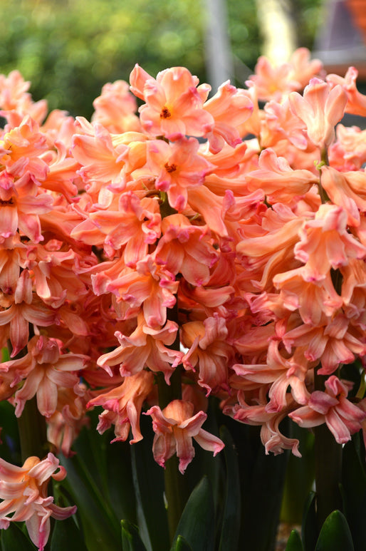 Achat Jacinthe Gipsy Queen - Hyacinthus en ligne