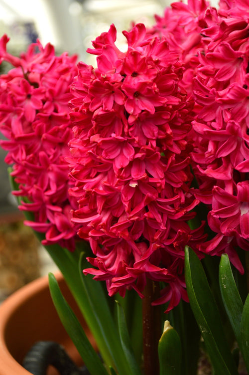 Jacinthe Jan Bos (Hyacinthus)