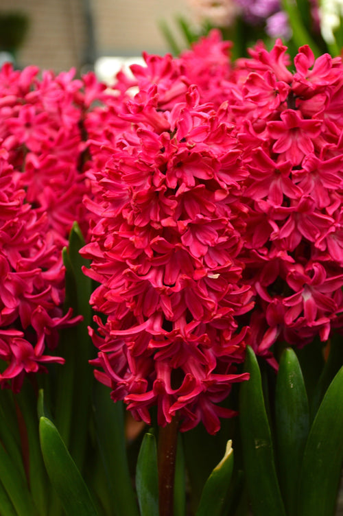 Acheter Jacinthe Jan Bos