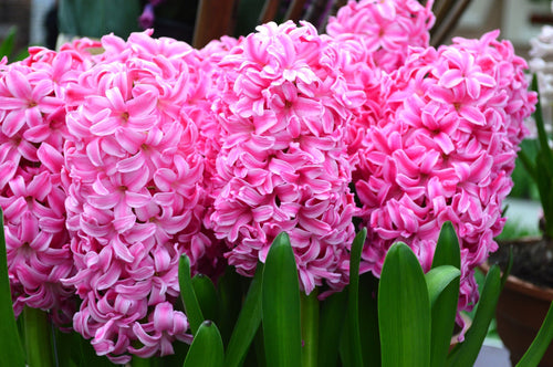 Jacinthe Pink Pearl - Hyacinthus orientalis - Bulbe à fleurs