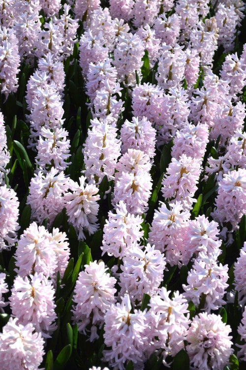 Jacinthe Hyacinthus Pink Suprise