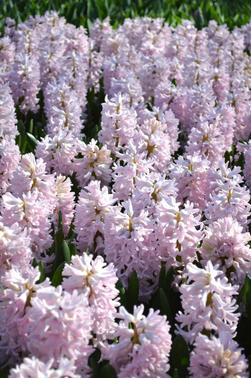 Jacinthe 'Pink Pearl' - Hyacinthus orientalis