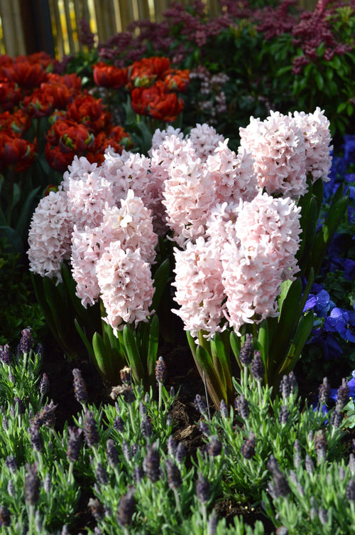 JACINTHE 'Pink Surprise'