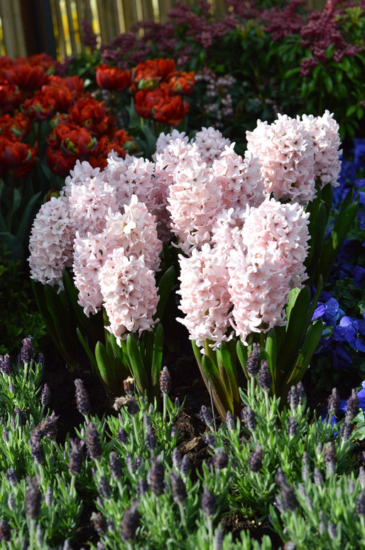 JACINTHE 'Pink Surprise'