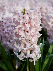 Jacinthe Pink Surprise