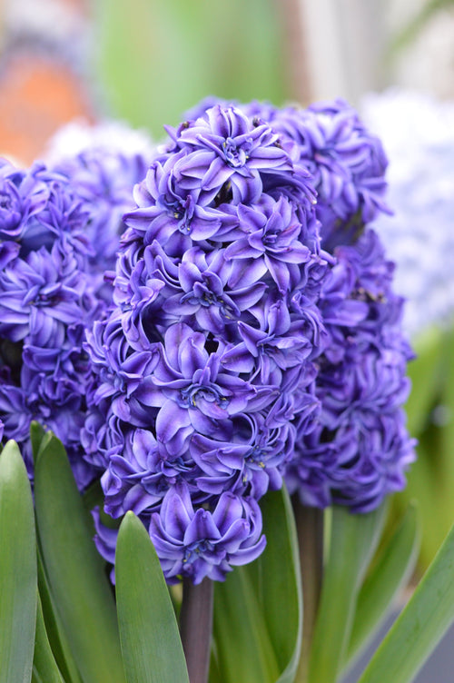 Hyacinthus Royal Navy | Bulbe de Jacinthes