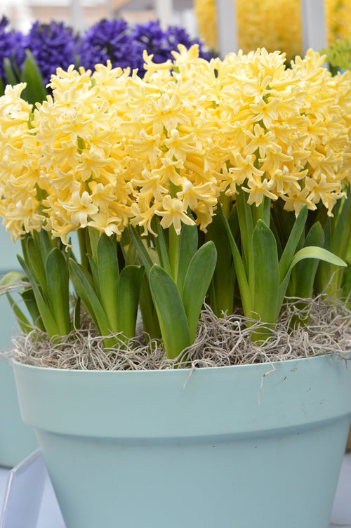 Yellow Hyacinth Queen Flower BulbsJacinthe Gipsy Princess | Bulbes de printemps