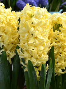 Jacinthe Yellow Queen